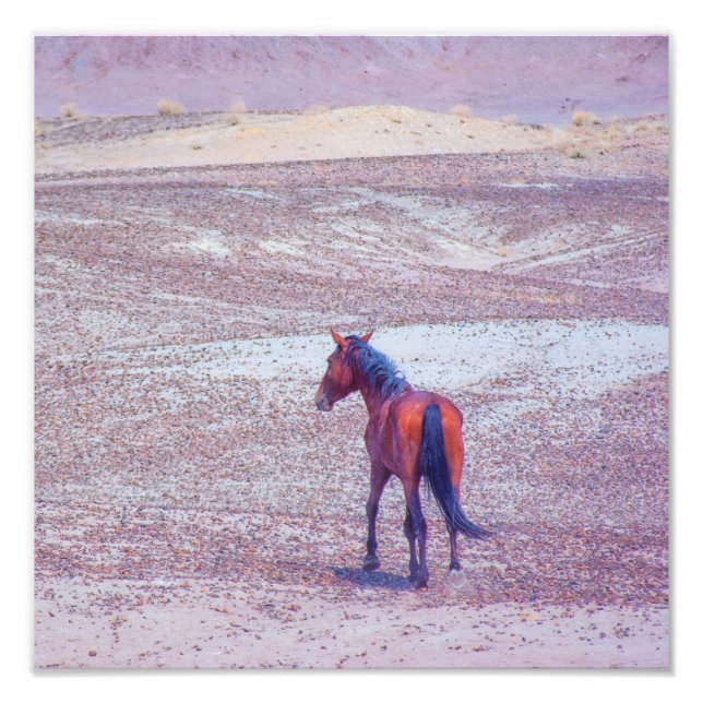 Foto Caballo desierto P8640 (Frente)