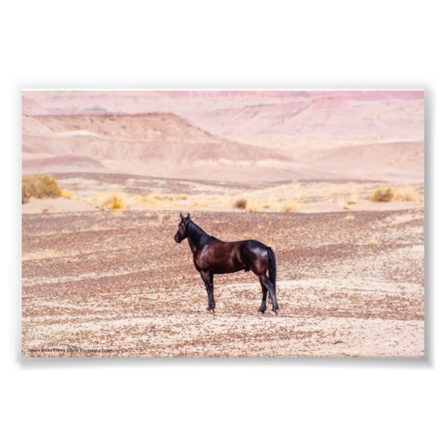 Foto Caballo desierto P8664 (Frente)