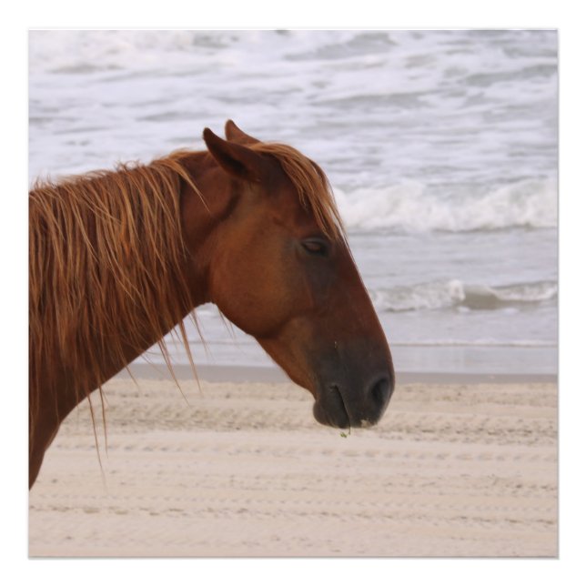Foto Caballo en la playa Outer Banks North Carolina (Frente)