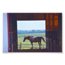 Caballo en un establo, Missouri