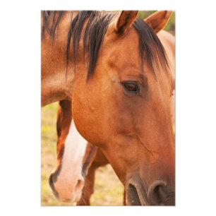 Foto Caballo escondido detrás de caballo