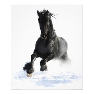 Foto Caballo Friesio Negro En Nieve