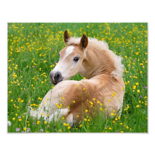 Foto Caballo Haflinger Lindo Potro Descansando en un Ma (Frente)
