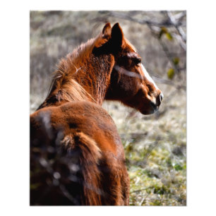 Foto Caballo majestuoso de la granja Georgia, EE.UU.