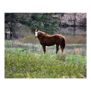 Foto Caballo mirando hacia atrás