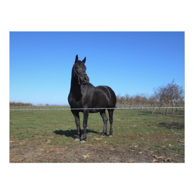Foto Caballo Negro En La Pastura (Frente)