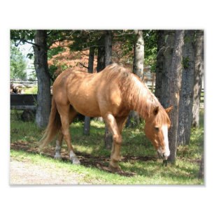 Foto Caballo Palomino