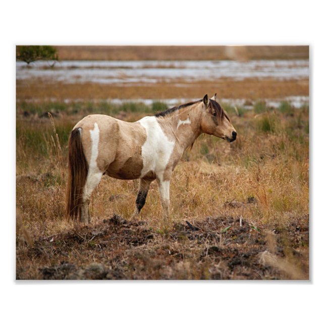 Foto Caballo Pinto (Frente)