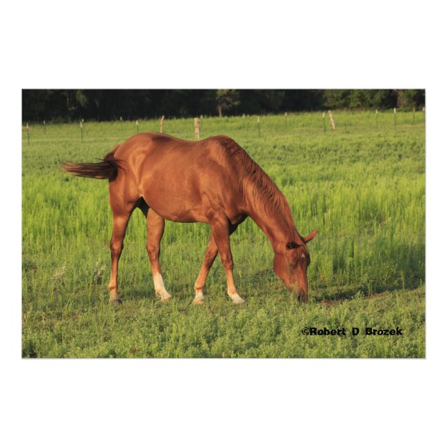 Foto Caballo rojo de Kansas en una súbita ampliación fo (Frente)