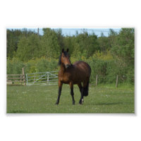 Caballo solitario