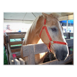 Foto Caballo suave