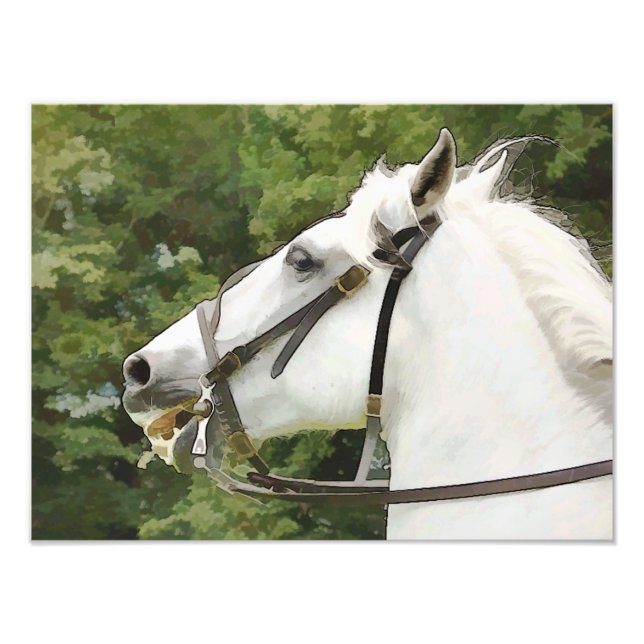 FOTO CABALLOS (Frente)