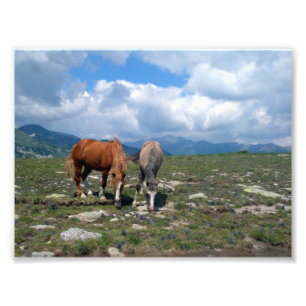 Foto Caballos