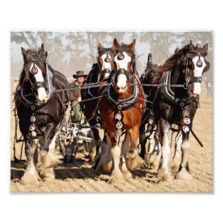 Foto Caballos Arando Campo