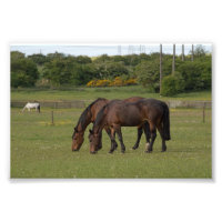 Caballos de afeitar