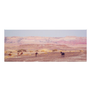 Foto Caballos de desierto americanos P8670