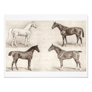 Foto Caballos del vintage - caballo de las plantillas
