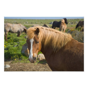 Foto Caballos islandeses en el noreste de Islandia.