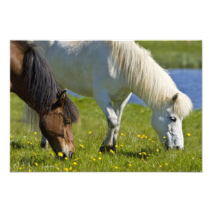 Foto Caballos islandeses en el oeste de Islandia.