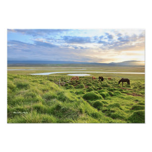 Foto caballos islandeses; escena rural
