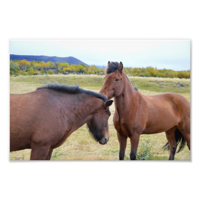 Foto Caballos islandeses se saludan mutuamente (Frente)