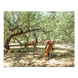Foto Caballos Mustang de 8216 bajo árboles