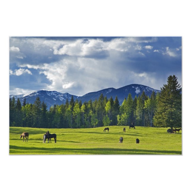 Foto Caballos pastan en pastizal cerca de Whitefish, (Frente)