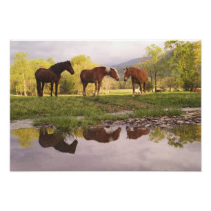 Foto Caballos reflejados en un pequeño arroyo, Cades Co