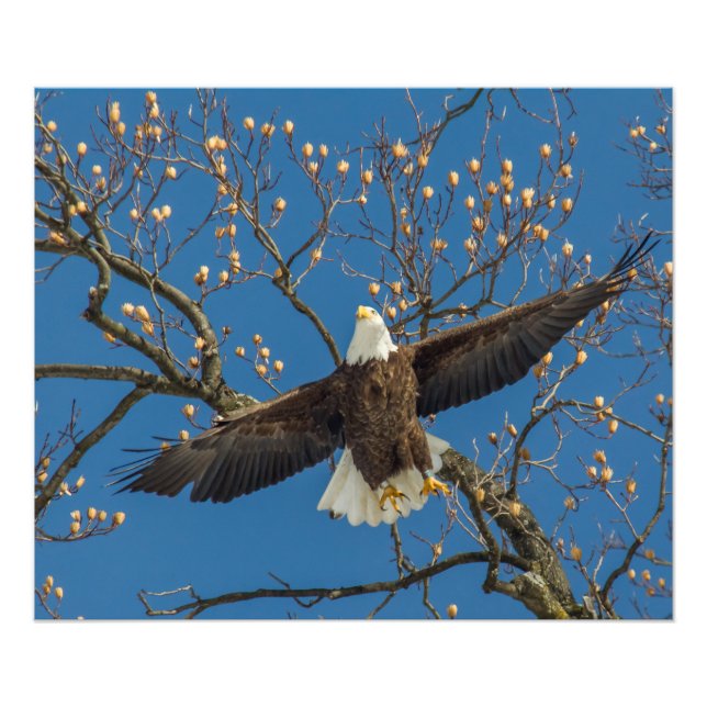 Foto Cabecera del águila calva (Frente)
