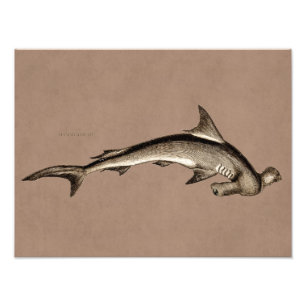 Foto Cabeza de martillo del tiburón de Hammerhead de