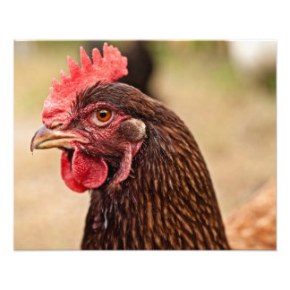 Foto ¡Cabeza de pollo!