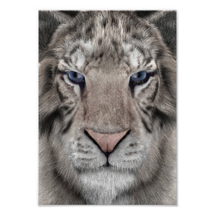 Foto Cabeza de Tigre Blanco Estética de Vida Silvestre