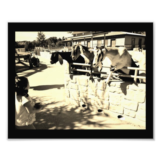 Foto Cabras amigables (Frente)