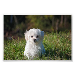 Foto Cachorro blanco adorable
