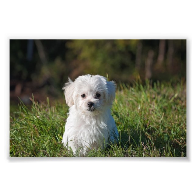 Foto Cachorro blanco adorable (Frente)