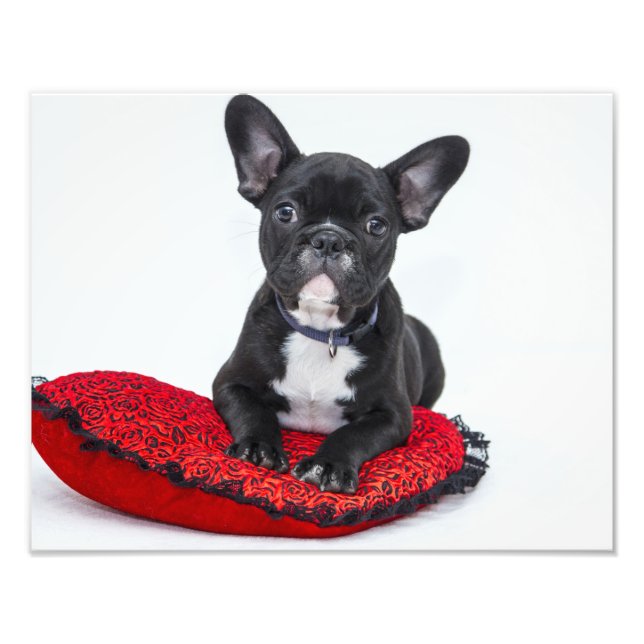 Foto Cachorro bulldog (Frente)