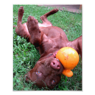 Foto Cachorro de cachorro de laboratorio de chocolate j