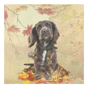 Foto cachorro de cocker spaniel de chocolate 