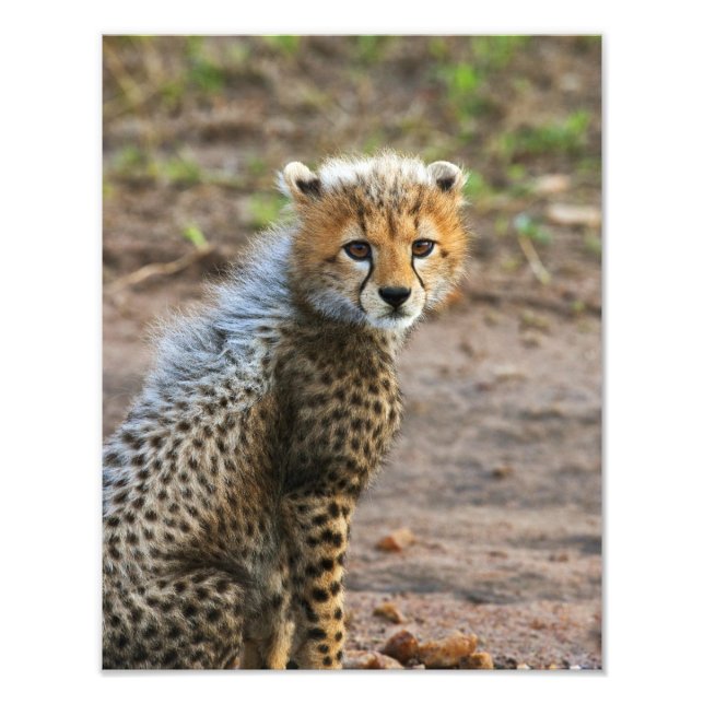 Foto Cachorro de Guepardo Acinonyx Jubatus) (Frente)
