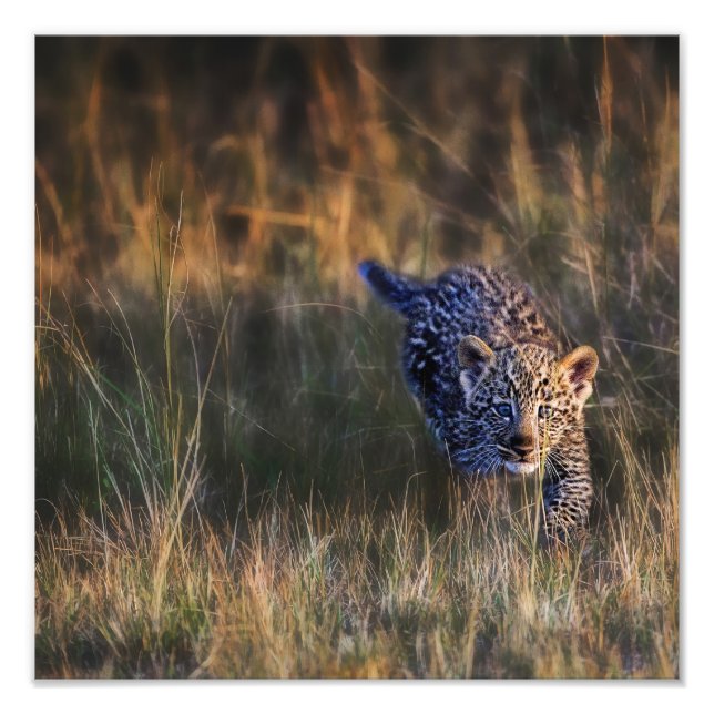 Foto Cachorro de leopardo Panthera Pardus (Frente)