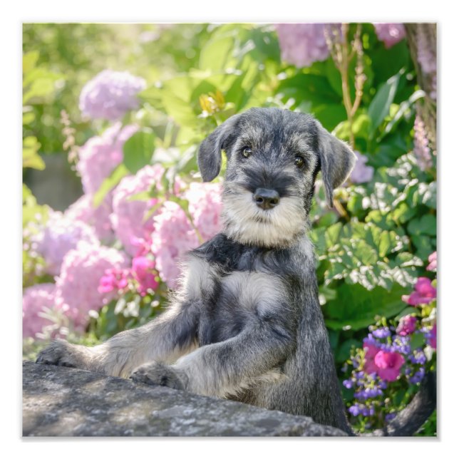 Foto Cachorro Schnauzer estándar en un jardín de flores (Frente)