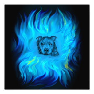 Foto Cachorro Staffy Azul