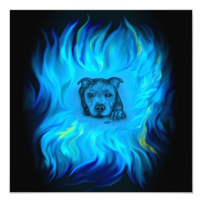 Foto Cachorro Staffy Azul (Frente)