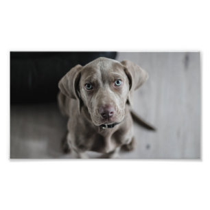 Foto cachorro weimaraner
