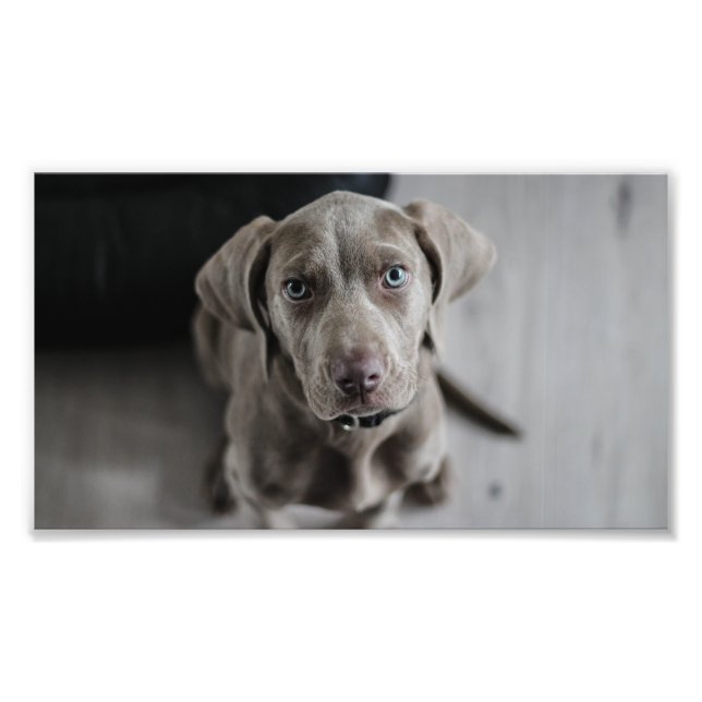 Foto cachorro weimaraner (Frente)