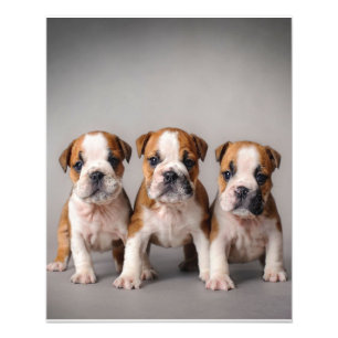 Foto Cachorros de Bulldog cúrcuitos   Regalo de los ama