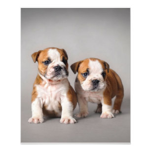 Foto Cachorros de Bulldog Inglés   Pareja Bulldog Adora