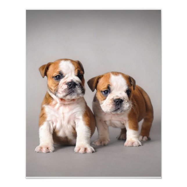 Foto Cachorros de Bulldog ingleses | Bulldog de par en  (Frente)