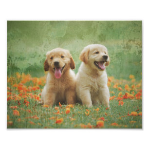 Foto Cachorros de Golden Retriever