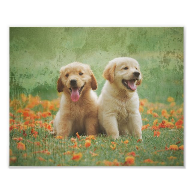 Foto Cachorros de Golden Retriever (Frente)